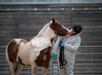 Remarkable recovery for pony rescued by Newton Abbot charity