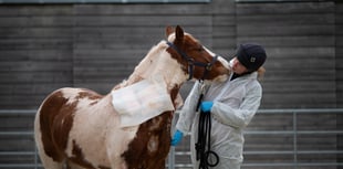 Remarkable recovery for pony rescued by Newton Abbot charity