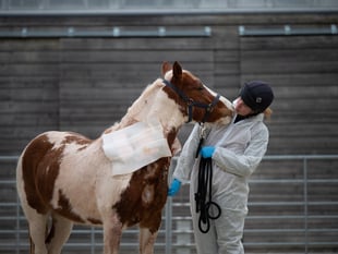 Remarkable recovery for pony rescued by Newton Abbot charity