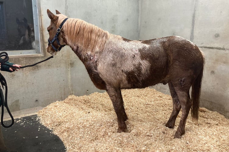 Dakota was very nervous and subdued when he first arrived at the Mare and Foal Sanctuary in Newton Abbot