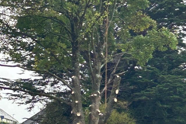 Mystery of Ashburton sycamore tree felling