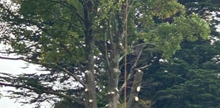 Mystery of Ashburton sycamore tree felling