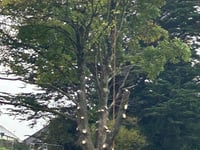 Mystery of Ashburton sycamore tree felling
