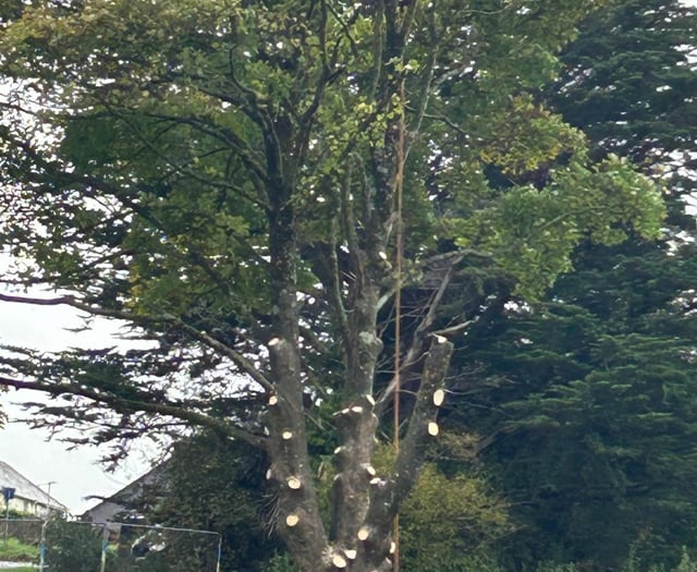 Mystery of Ashburton sycamore tree felling