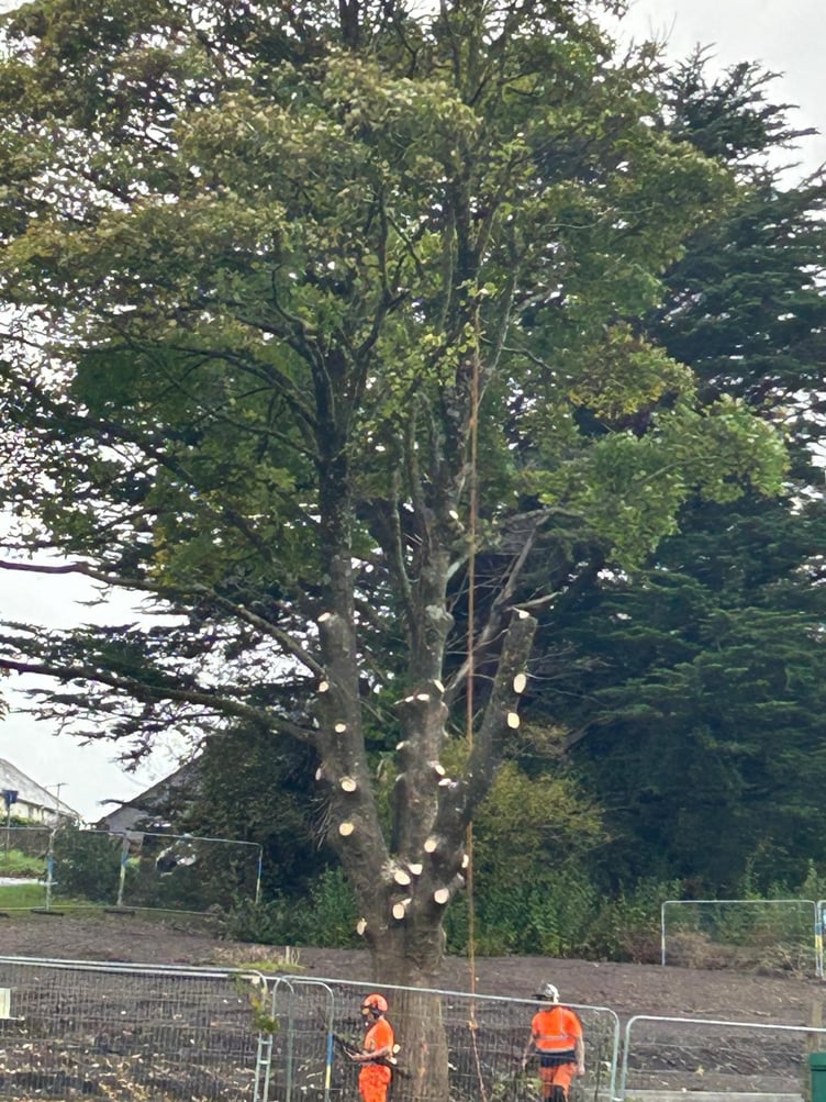 The sycamore tree at Dolbere. Photo Ashburton Town Council
