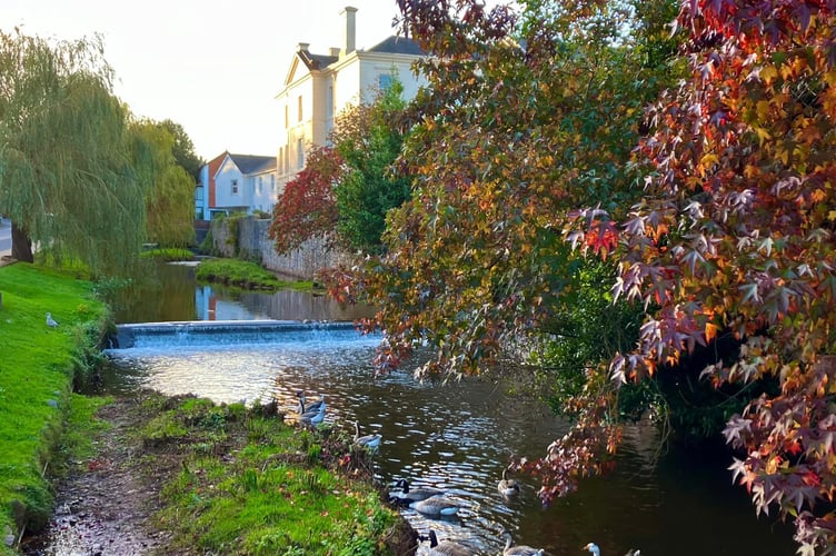 The Brook in Dawlish. Photo Friends of Dawlish Brook. 