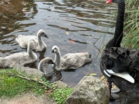 Second Black Swan cygnet dies