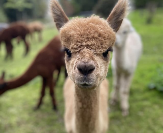 ‘Keep dogs on leads’ urges farmer after alpaca killed in attack