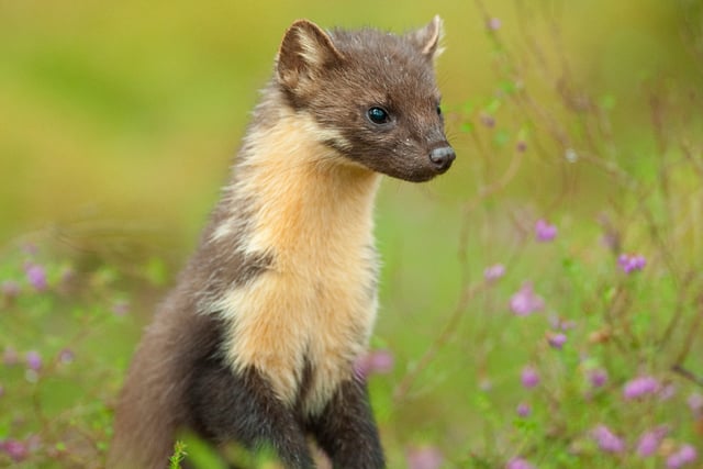 Project looks to double support for pine marten reintroduction