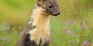 Project looks to double support for pine marten reintroduction