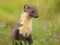 Project looks to double support for pine marten reintroduction