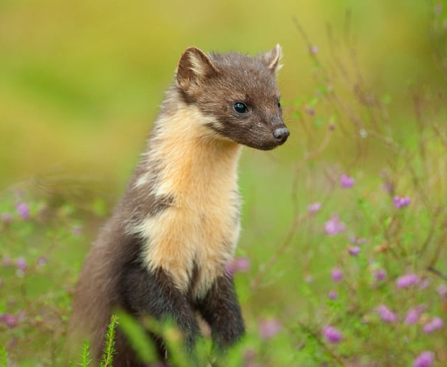 Project looks to double support for pine marten reintroduction