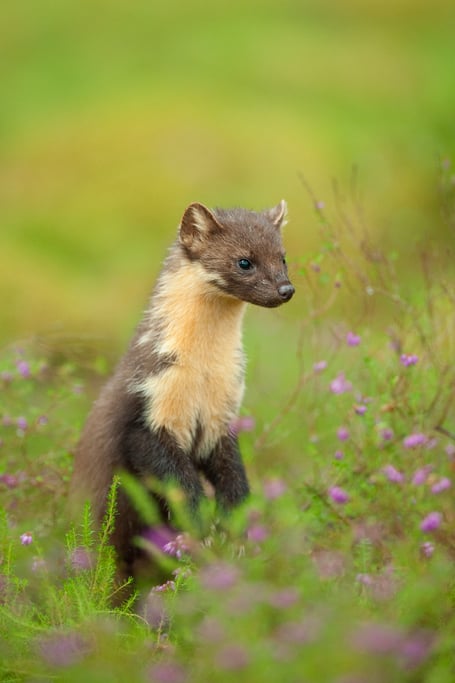 Pine marten (Martes martes), Black Isle, Scotland, UK. July 2010. Adult female.