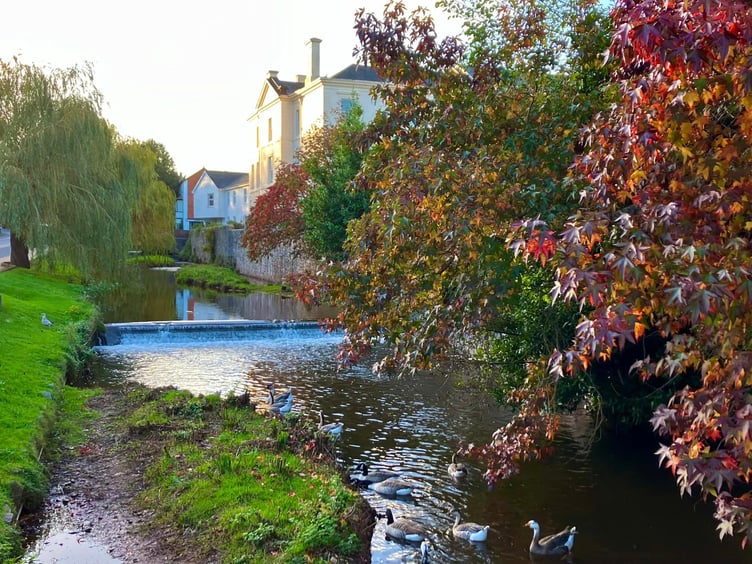 Dawlish Brook. photo Friends of Dawlish Brook.