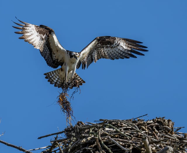 Breeding ospreys could return to Teign after 200 years
