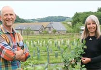 Ten years of Dartmoor tea