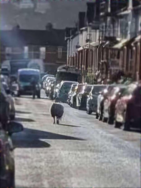 Lost sheep on Second Avenue, Teignmouth January 6 2024