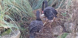 Famous Dawlish Black Swans laying again