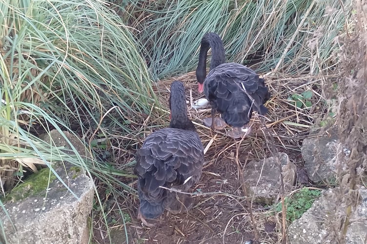 Black Swans laying another egg. Photo Noreen Goodchild