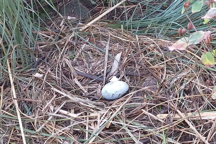 One egg laid so far. Photo Noreen Goodchild