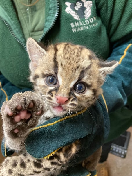 Juliet, the rare margay wild cat, born at Shaldon Wildlife Trust. Photo Shaldon Wildlife Trust