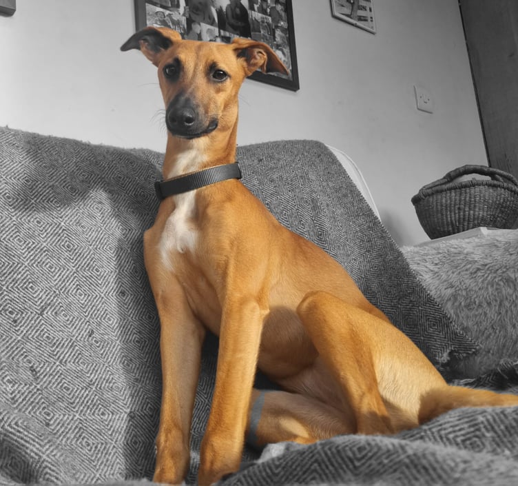 Maisie the eight month old lurcher.