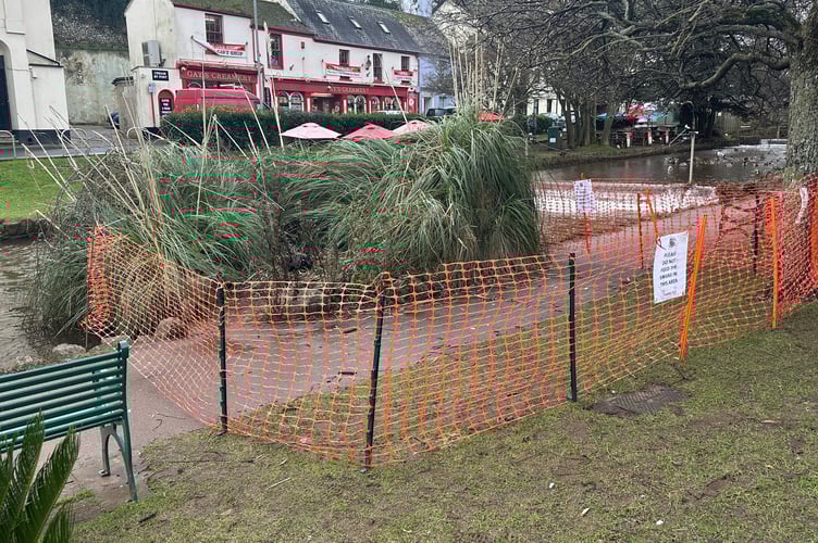 The nesting site has been cordoned off for safety,. Photo Dawlish Waterfowl Wardens 