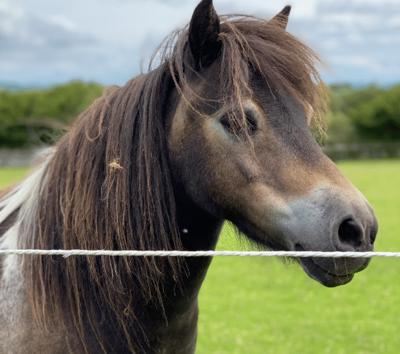 Dartmoor pony stock image 