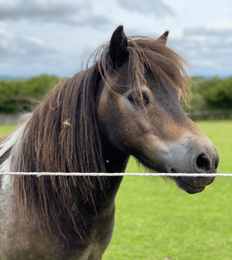 Dartmoor pony stock image
