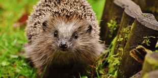 Wildlife ‘detectives’ needed for spring mammal survey