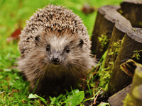 Wildlife ‘detectives’ needed for spring mammal survey