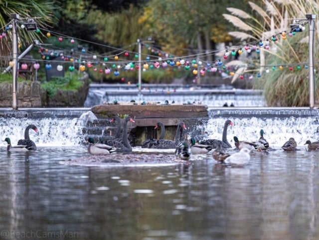 New Dawlish Brook lighting scheme agreed