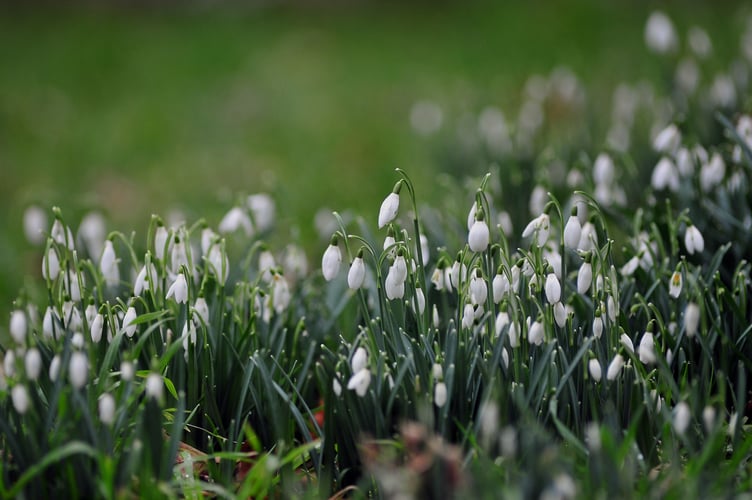 Harbingers of Spring. Snowdrops at St. Raphael's Chapel hamlet of Huccaby on Dartmoor