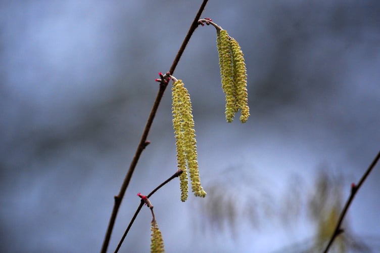 Harbingers of Spring.Lamb's tails - the humble catkin