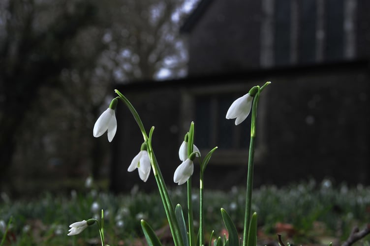 Harbingers of Spring. Snowdrops at St. Raphael's Chapel hamlet of Huccaby on Dartmoor