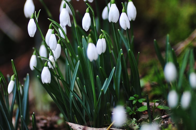 Harbingers of Spring. Snowdrops at St. Raphael's Chapel hamlet of Huccaby on Dartmoor