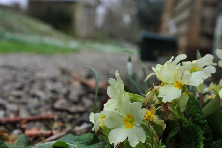 Harbingers of Spring. Primrose at St. Raphael's Chapel hamlet of Huccaby on Dartmoor