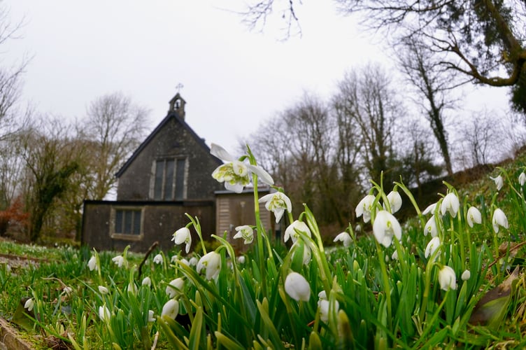 Harbingers of Spring - Snowdrops at St. Raphael's Chapel 