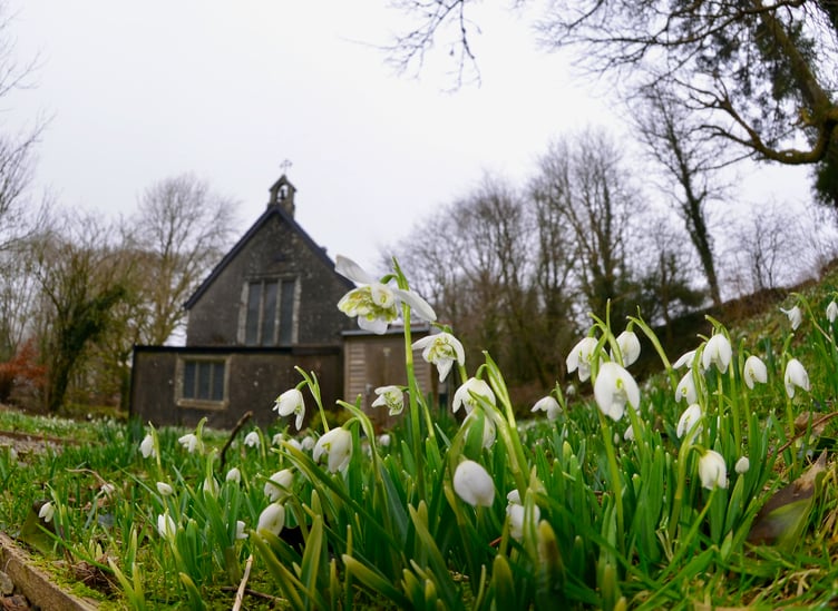 Harbingers of Spring - Snowdrops at St. Raphael's Chapel
