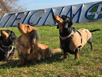 Teignmouth gathering of Devon Dachshunds 