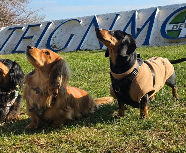 Teignmouth gathering of Devon Dachshunds 
