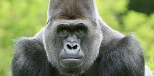 Zoo mourns loss of TV star gorilla