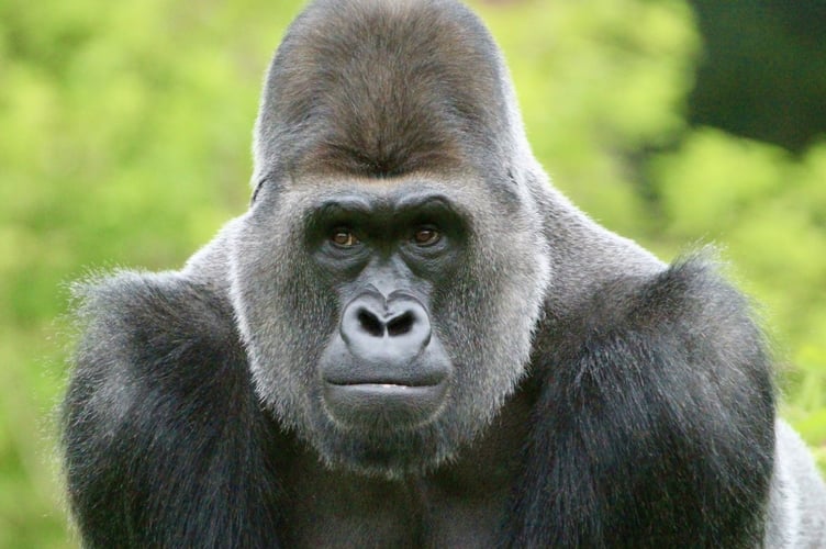 Kivu, a Western lowland gorilla from Paignton Zoo who starred as 'Geoffrey' on the CBBC series The Zoo