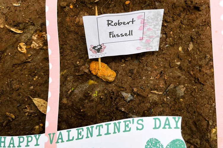 Valentines Name in Poop Shaldon Zoo Cotton Top Tamrarin Robert Fussell