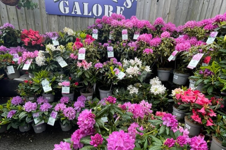 Plants Galore