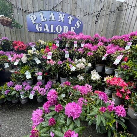 Plants Galore