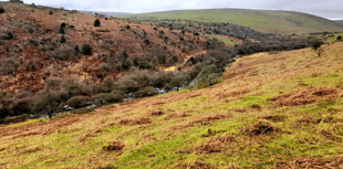 Dartmoor to benefit from 'Miyawaki Method'