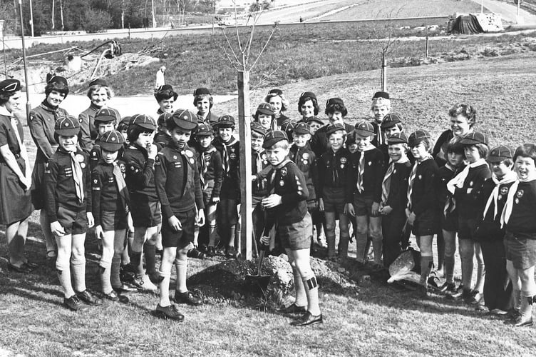 Newton Abbot cub scouts planting trees at Newton Abbot's Penn Inn roundabout in MAy 197