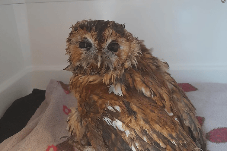 The not so typical admission was a tawny owl, found not too far from ELM Wildlife's rescue centre