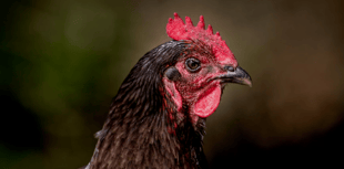 Fundraiser will ‘allow us to breathe’, says bird-flu hit farm